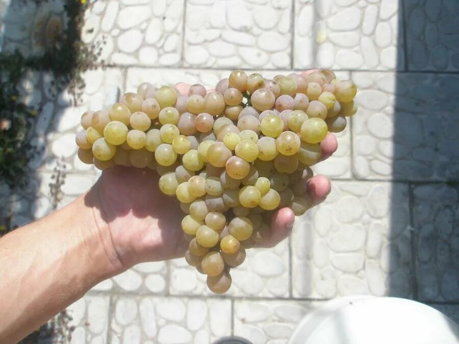 Траминер виноградники германия. Виноград траминер розовый. Гевюрцтраминер эльзас виноград. Гевюрцтраминер виноград. Траминер сорт винограда.