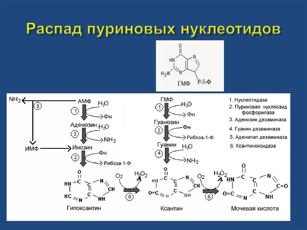 Распад пиримидиновых. Распад пуриновых нуклеотидов биохимия схема. Схема катаболизма пуриновых нуклеотидов биохимия. Общая схема распада пуриновых нуклеотидов. Схема синтеза мочевой кислоты.