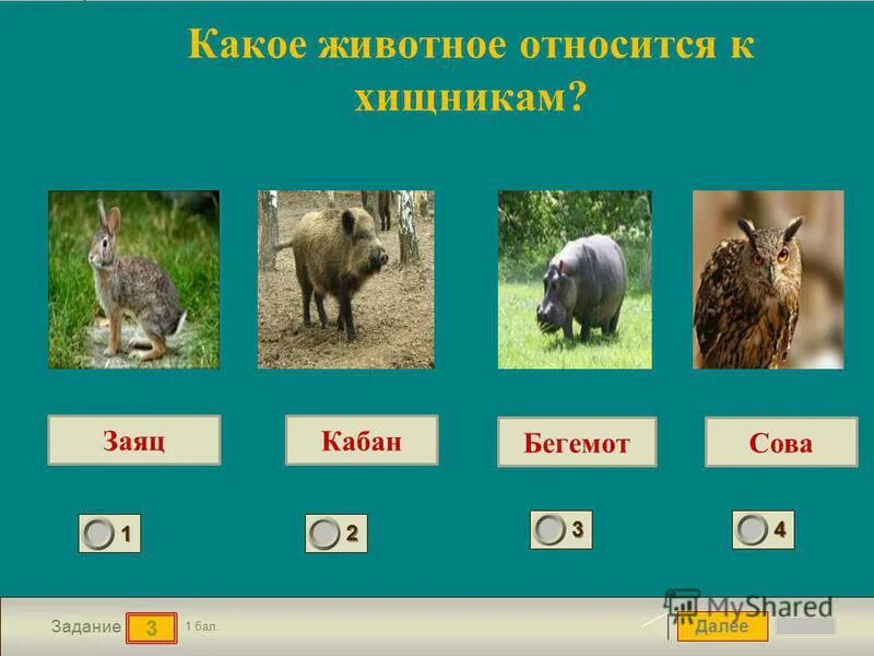 Какие годы какому животному относятся. Какое животное какое животное. Заяц и кабан. Какое животное оносисяк хищникам. Какое животное относится к хищникам кабан.