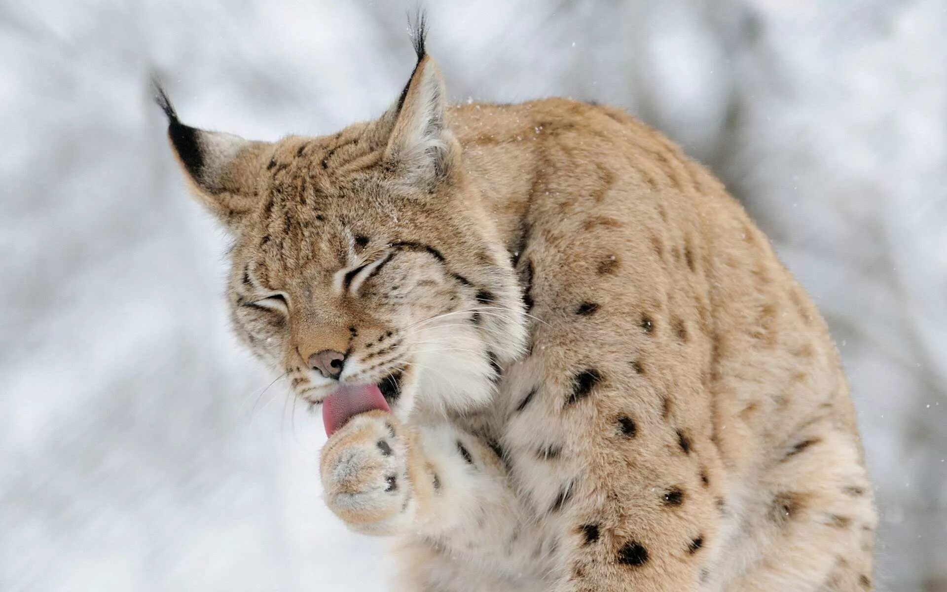 Рысь — Lynx Lynx. Рысь обыкновенная Lynx Lynx Linnaeus, 1758. Туркестанская Рысь. Обыкновенная Сибирская Рысь.