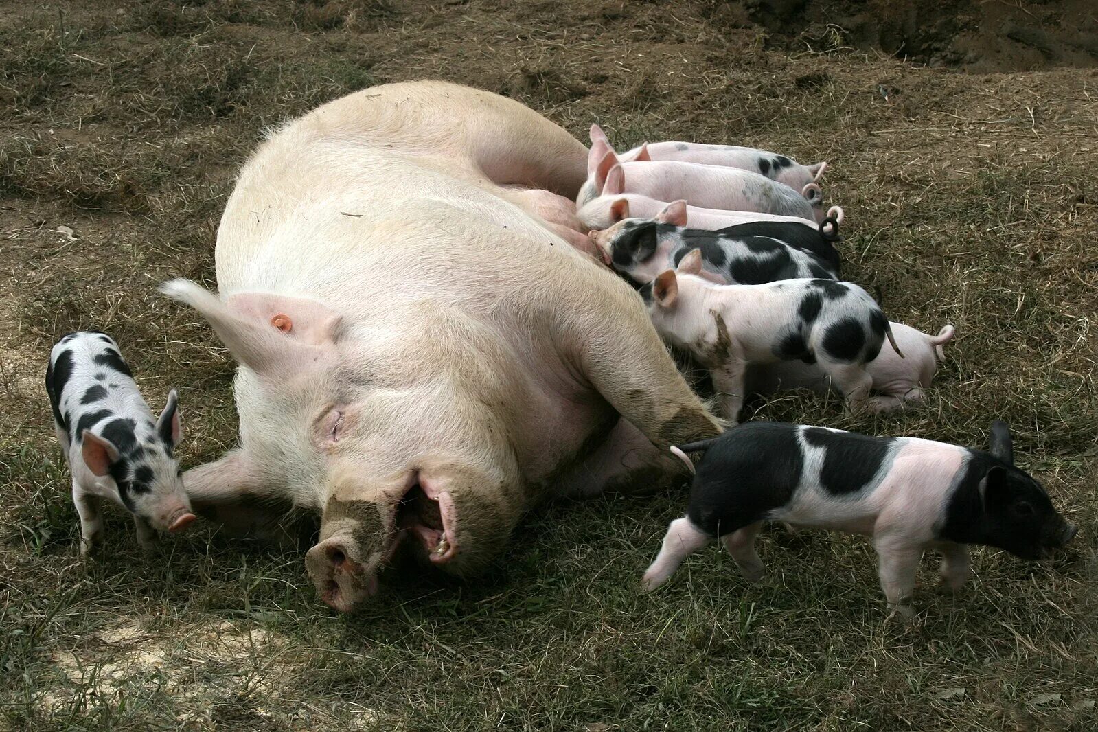 Pig свинья. Свинья с поросятами. Свиноматка с поросятами. Свина матка с поросятами. Свинка с поросятами.