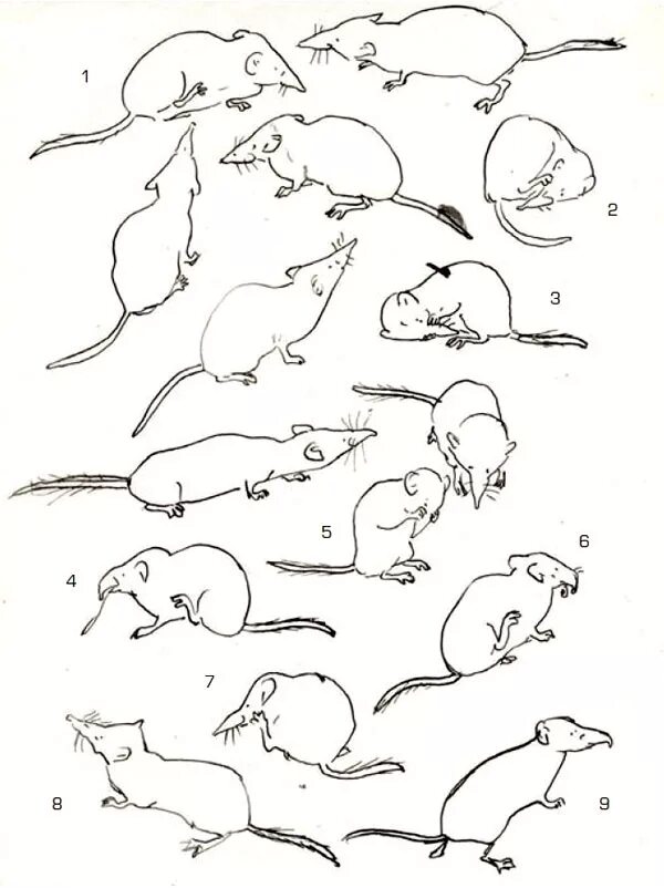 Крысы анатомия референс. Крыса вид сбоку референс. Позы крыс для рисования. Зарисовки животных в движении.