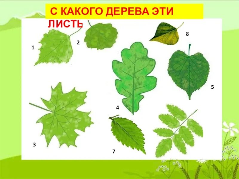 Насколько листья. Листья деревьев для детей. Листья деревьев для дошкольников. С какого дерева этот лист. Название деревьев по листьям.