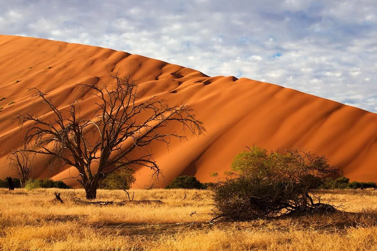 Самая крупная пустыня на земле. Намибия пустыня Намиб. Пустыня Намиб в Африке. Намибия Калахари. Африка пустыня Намиб фауна.