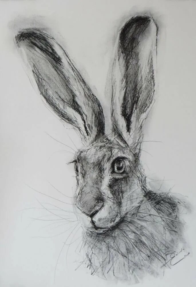 Нарисовать кролика карандашом. Рисунки животных карандашом. Зарисовки животных кролик. Кролик рисунок карандашом. Кролик набросок.