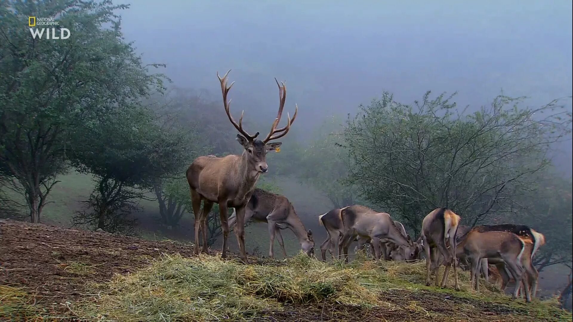 Дикая природа Ирана. Телеканал National Geographic Wild. National Geographic про животных. Канал про природу National Geographic. Natural geographic