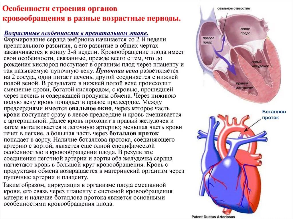 Строение сердца ребенка в разные возрастные периоды. Сердечно-сосудистая система у детей. Особенности строения сердца у детей. Особенности кровообращения сердца. Особенности гемодинамики