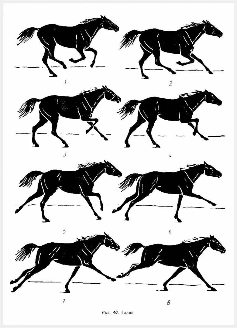 Лошадь пржевальского раскраска. Раскраска конь. На рисунке изображена домашняя лошадь. Домашняя лошадь общее свойство живых систем. Тут изображена лошадь и человек тест.