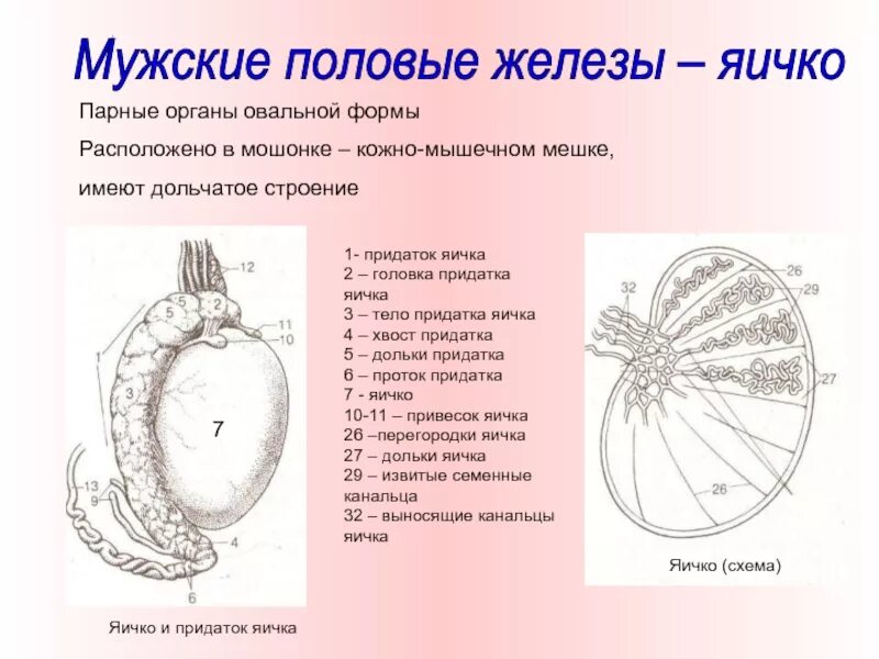 Придаток яичка у мужчин анатомия. Строение яичка и придатка яичка. Внутреннее строение яичка. Придаток яичка анатомия. Функции придатка яичка