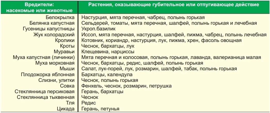 Какая трава отпугивает. Растения от вредителей сада и огорода. Цветы отпугивающие вредителей на огороде. "Защита садовых и огородных растений от вредителей и. Обработка растений от вредителей.