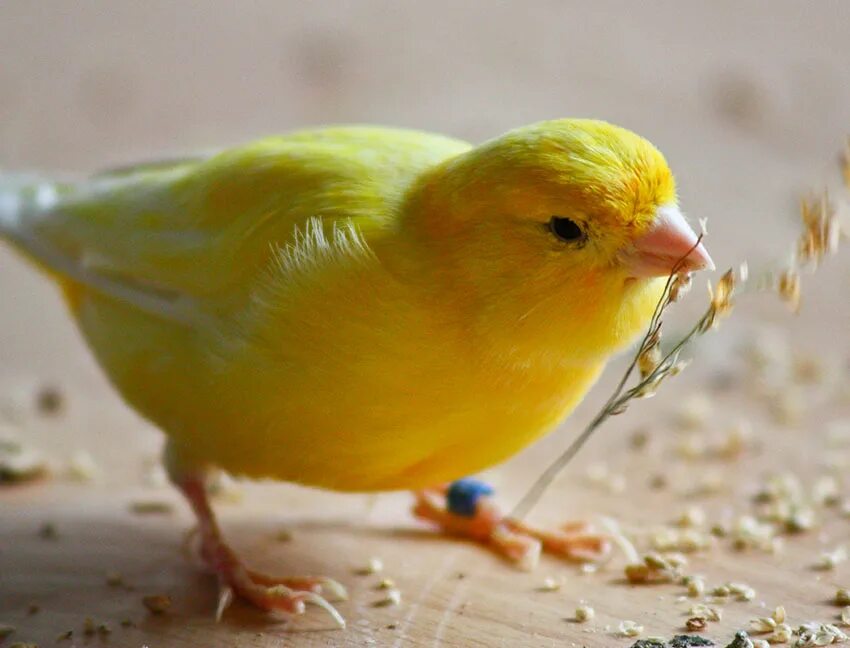 Canary перевод. Кенар кенар. Птичка кенар. Канарейка кенар желтый. Жёлтый кенар птица.