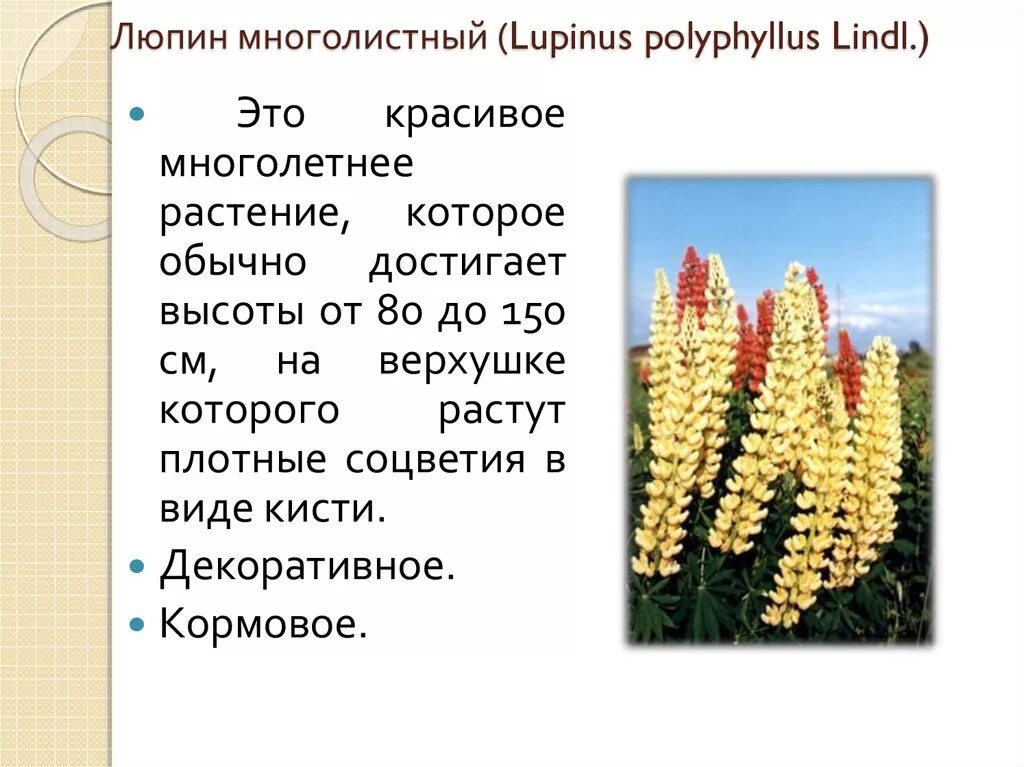 Какой тип питания характерен для люпина. Люпин многолистный май Кастл. Люпин описание растения. Люпин многолистный Рубин. Люпин презентация.
