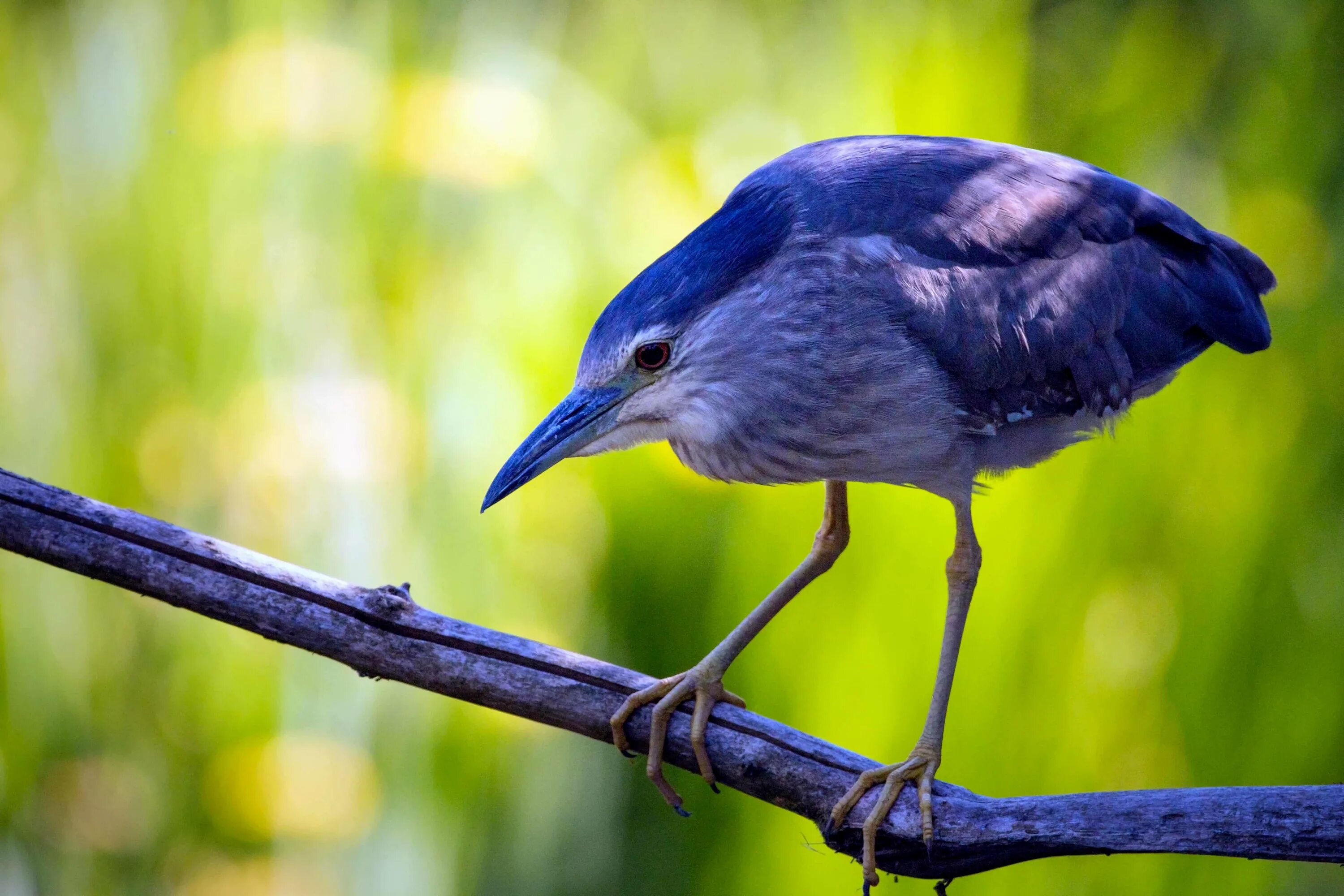 Цапля агами. Околоводная птица трубач. Эскимосский кроншнеп. Psophia leucoptera. Цапля агами.
