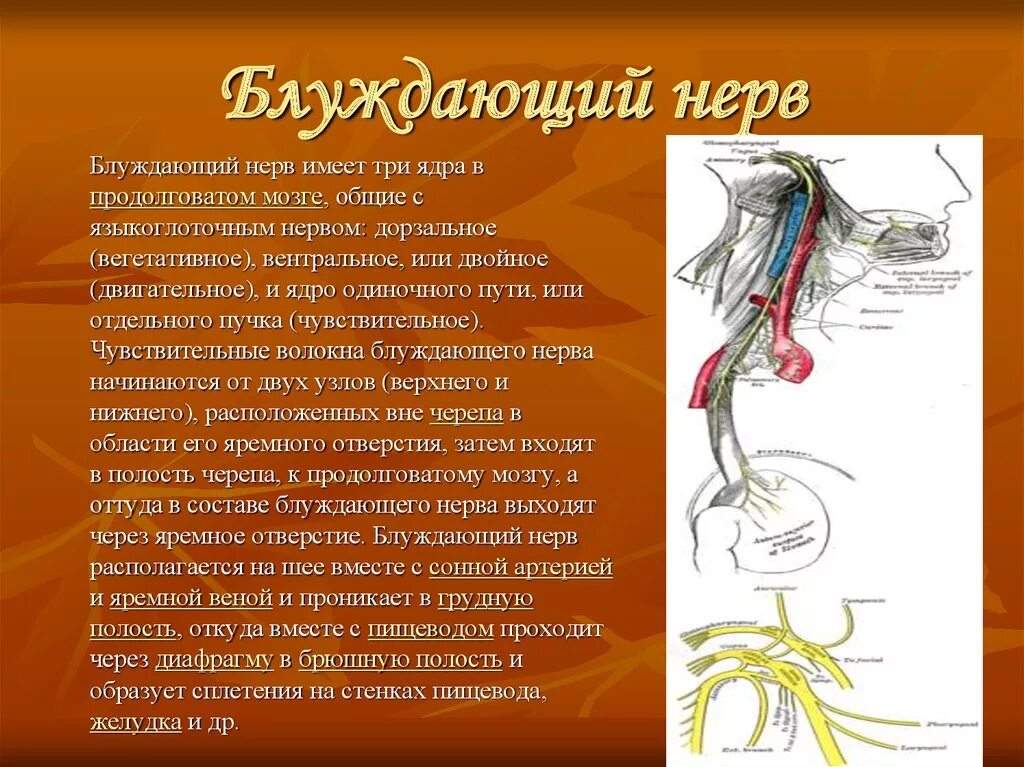 Регуляция блуждающего нерва. Иннервация блуждающим нервом. Блуждающий нерв 1 Нейрон. Блуждающий нерв менингеальная ветвь. Блуждающий нерв головной отдел иннервация.