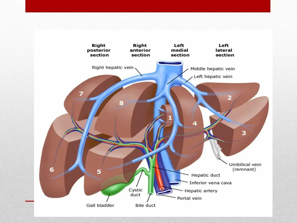 В ворота печени входят. Ворота печени анатомия. Строение печени. Сегменты печени.