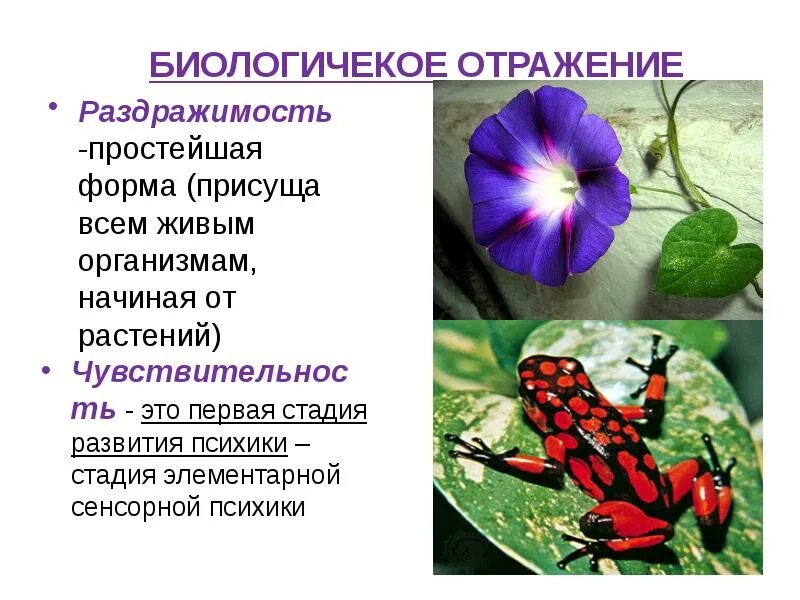 Приведите пример раздражимости у растений. Формы раздражимости растений. примеры раздражимости у растений. виды раздражимостирастений. раздражимость у растений.