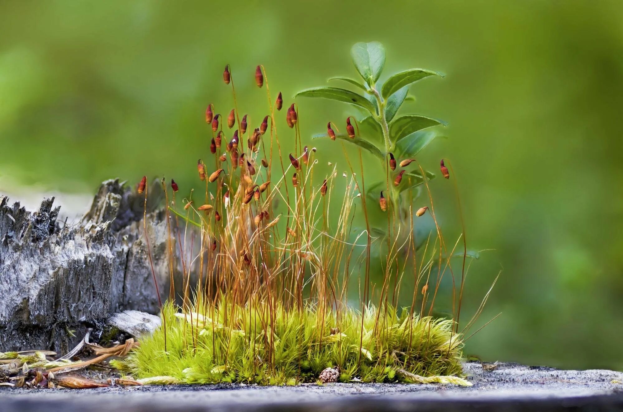 Кукушкин лён обыкновенный моховидные. Мох политрихум обыкновенный. Растение кукушкин лен. Мох лен. Мох кукушкин лен.