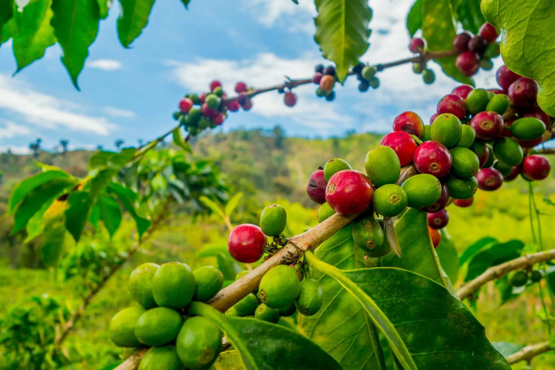 Колумбия страна кофе. Плантации кофе в Колумбии. Колумбия кофейные плантации. Coffea Arabica плантации. Кения плантации кофе.
