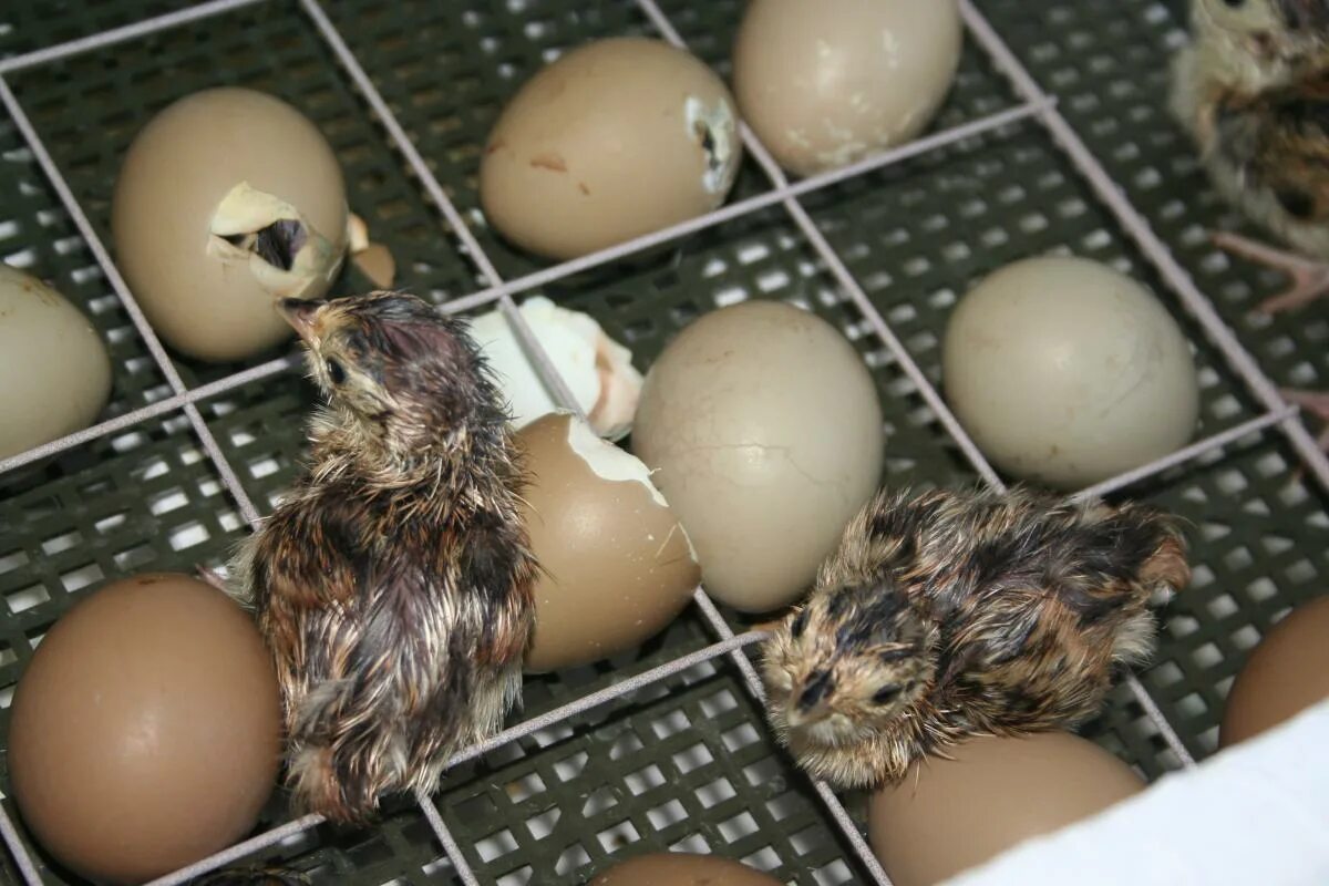 Инкубация яиц фазана. Инкубация охотничьего фазана. Яйцо фазана инкубационное. Фазан охотничий инкубация яиц. Инкубационное яйцо фазана купить
