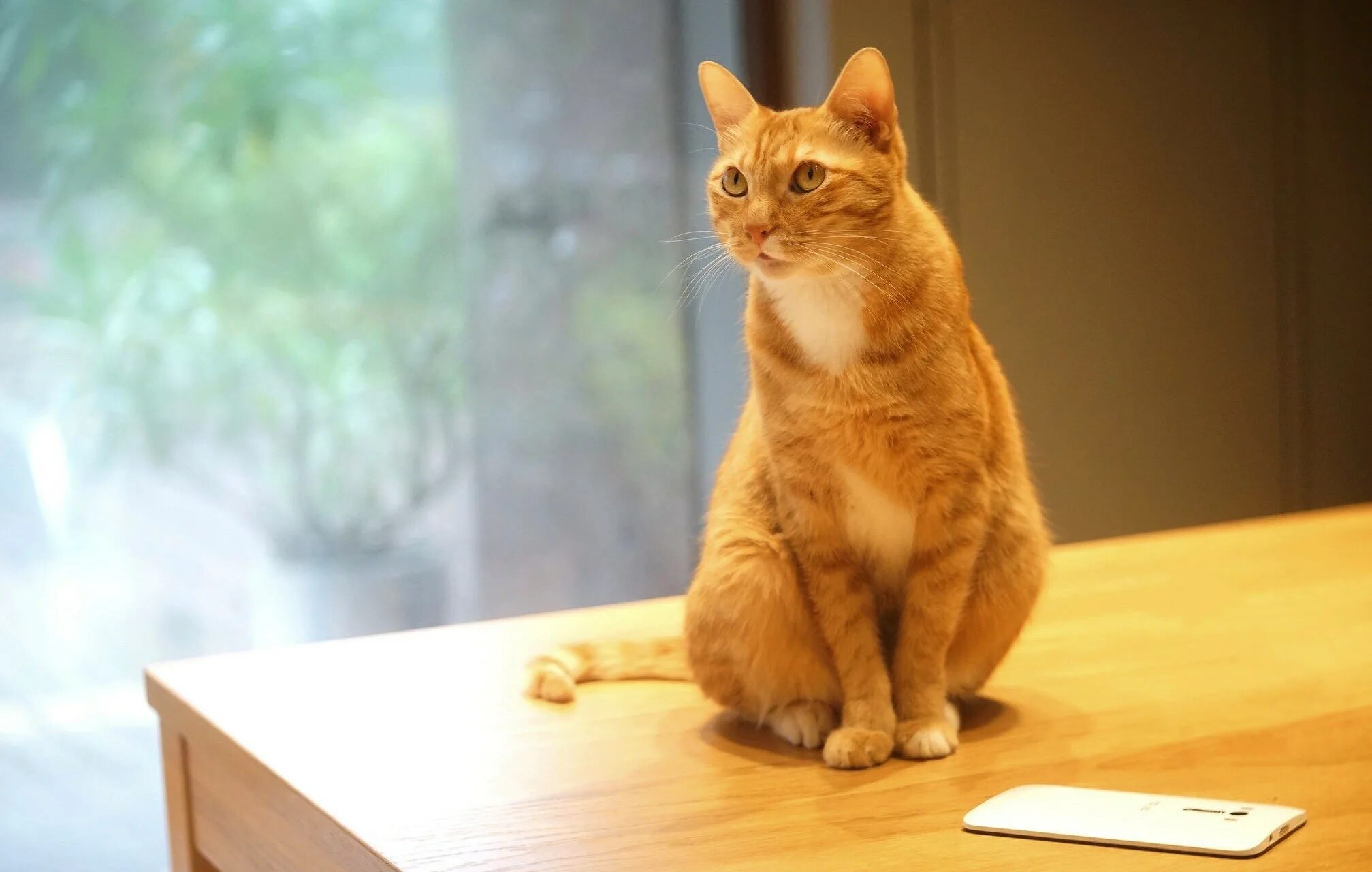 Кот под столом. Кошка за столом. Котик на кухне. Кот лежит на столе. Кошки на столе фото.