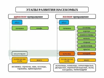 Отряды насекомых с полным и неполным превращением