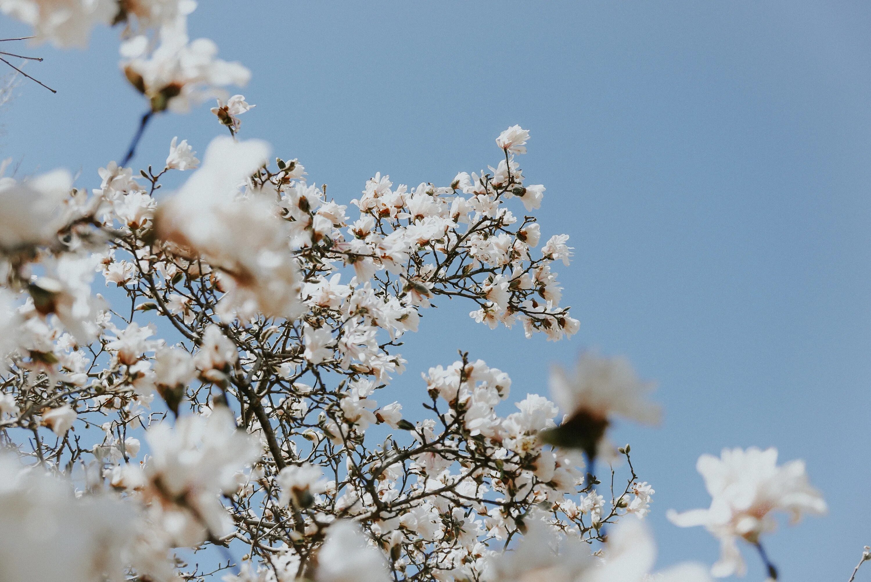 Голубое небо цветение деревьев. White blossoms