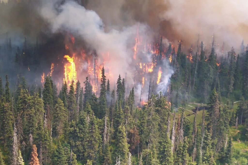 Основные экологические проблемы тайги. Экология Лесные пожары. Экология тайги. Пожар в тайге. Лесные пожары в тайге.