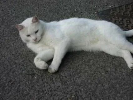 Группа белый кот
