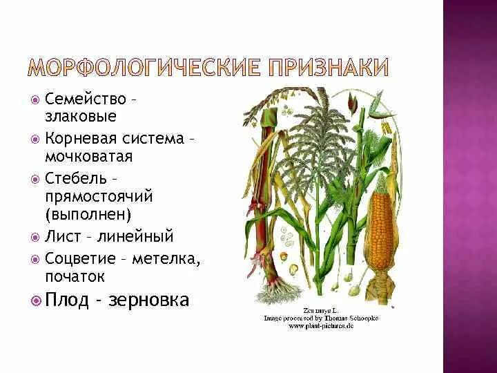 Кукуруза признаки. Zea mays – кукуруза обыкновенная. Кукуруза признаки. Особенности выращивания кукурузы. Кукуруза строение растения.