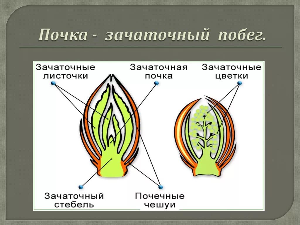 Почему почка побег. Строение побега зачаточный стебель. Почка это зачаточный побег биология 6. Почка представляет собой зачаточный побег. Строение почки 6 класс биология.