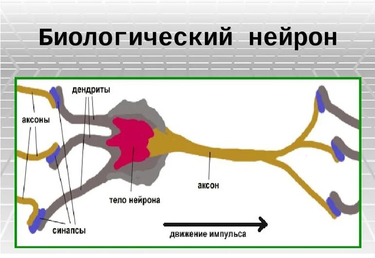 нейрон электрическая схема. строение нейрона в сети. нейроны мозга схема. биологический нейрон и искусственный нейрон. биологическая модель нейрона.