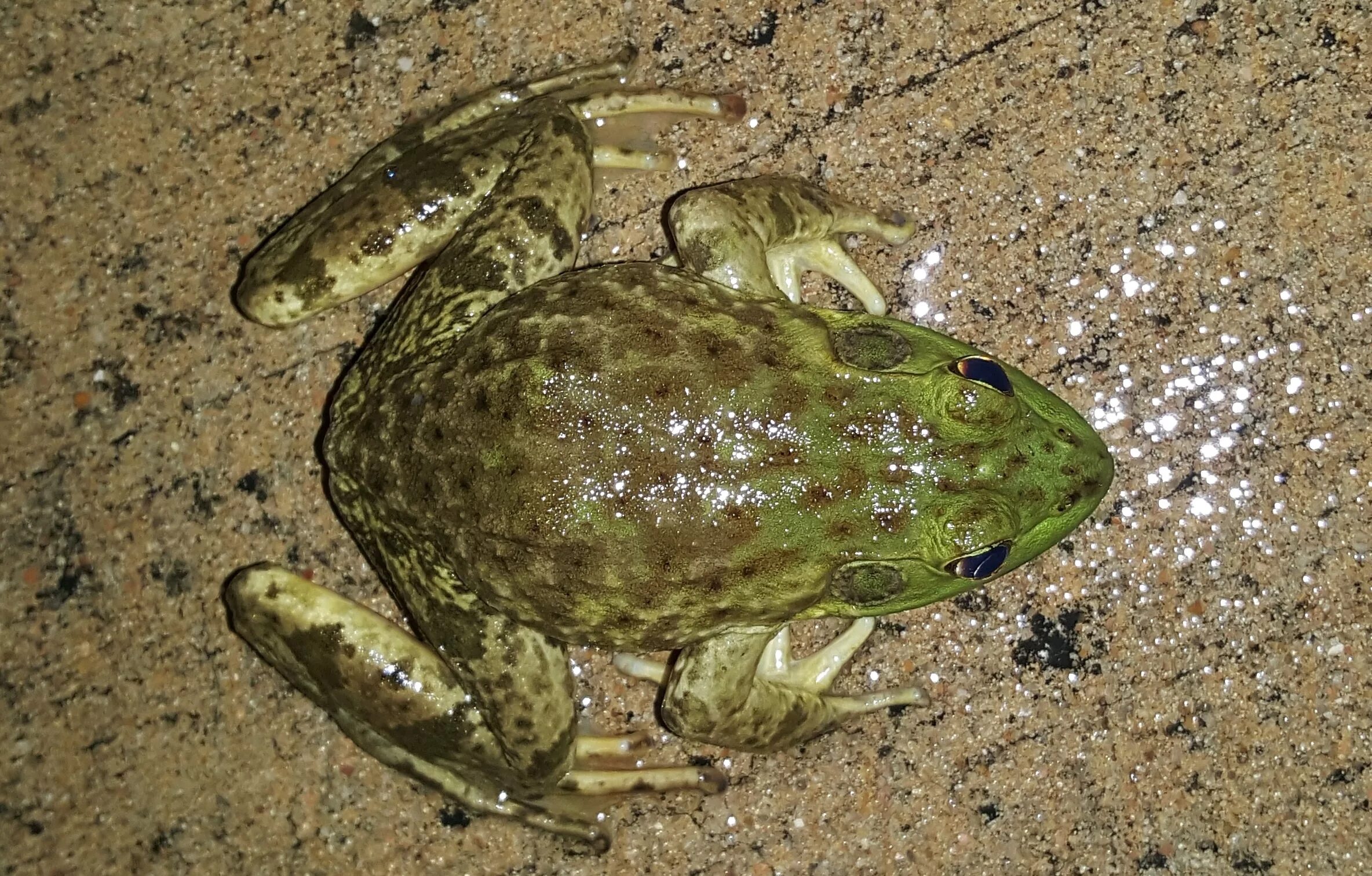 Лягушка бык головастики. Лягушка-бык (lithobates catesbeianus). Земноводные лягушка бык. Головастик американской лягушки.