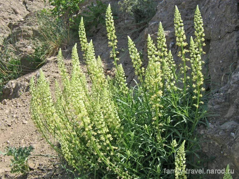 Reseda odorata. Резеда отзывы. Резеда душистая. Резеда растение. Резеда полевая.