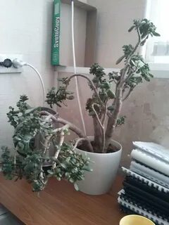 Денежное дерево замерзло