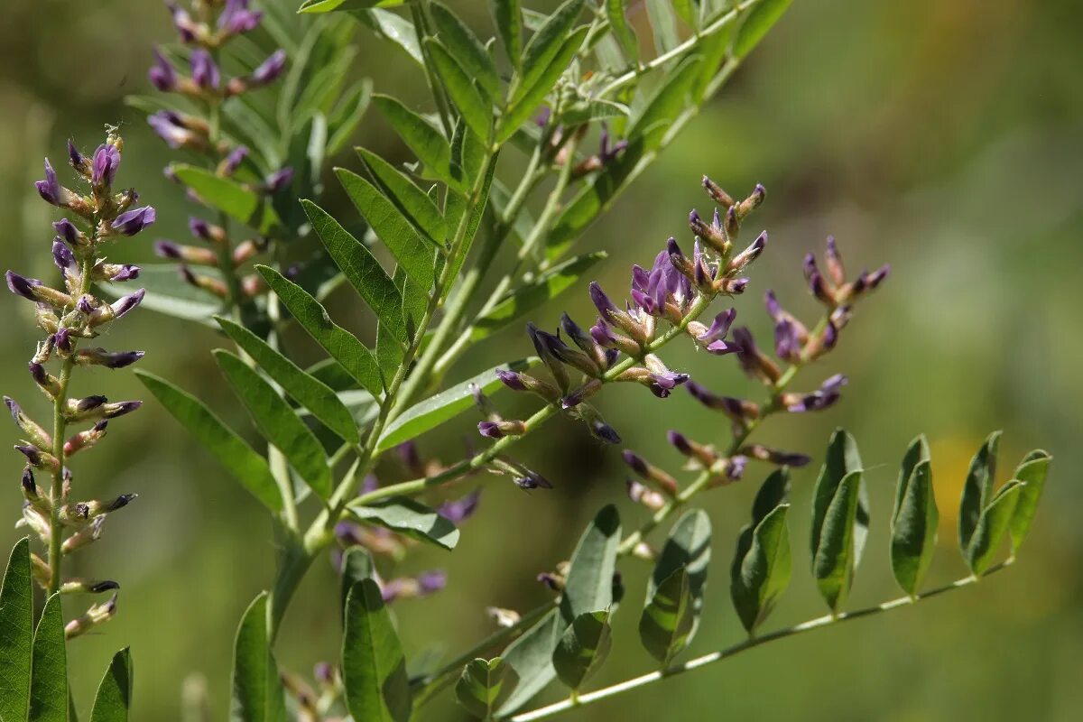 Как выглядит растение солодка. Солодка Glycyrrhiza glabra. Растения Glycyrrhiza glabra. Солодка Уральская (Glycyrrhiza uralensis). Лакрица Солодка растение.