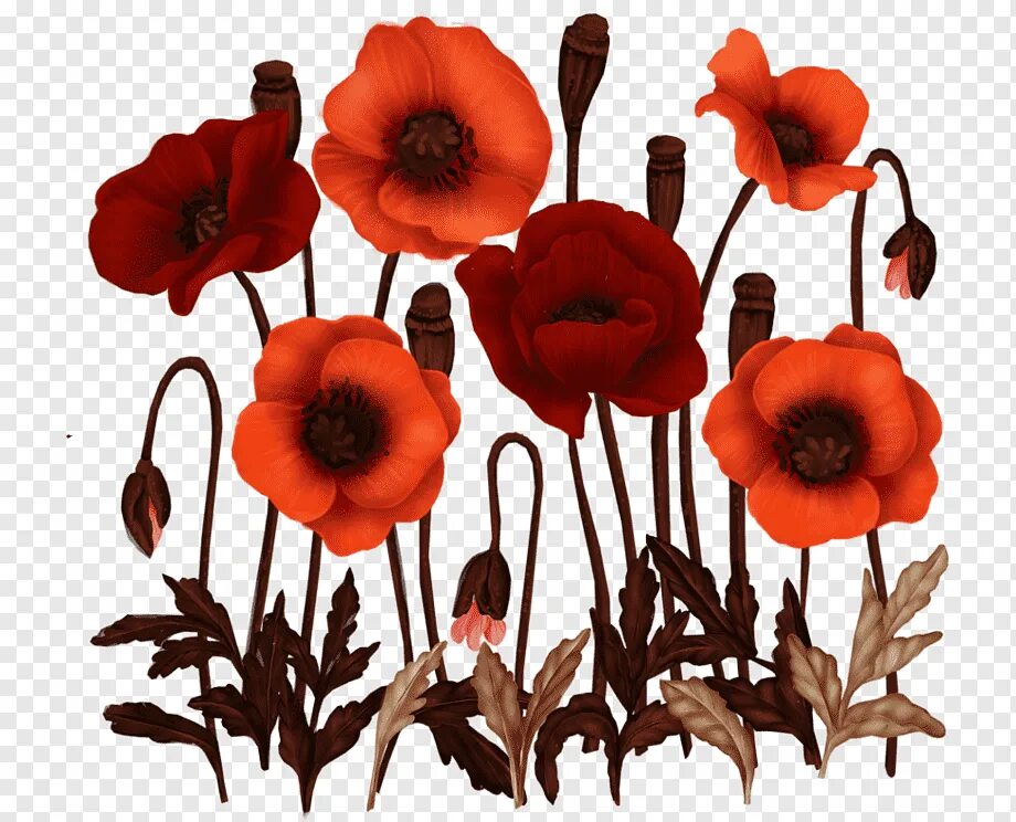 Poppies png. Мак цветок опиум. Мак опийный красный. Цветущие опиумные маки. Маки на прозрачном фоне.