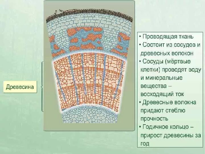 Какое значение имеет кожица и пробка стебля. Ткани древесины. сосуды древесины стебля это. строение тканей дерева. проводящие ткани стебля.