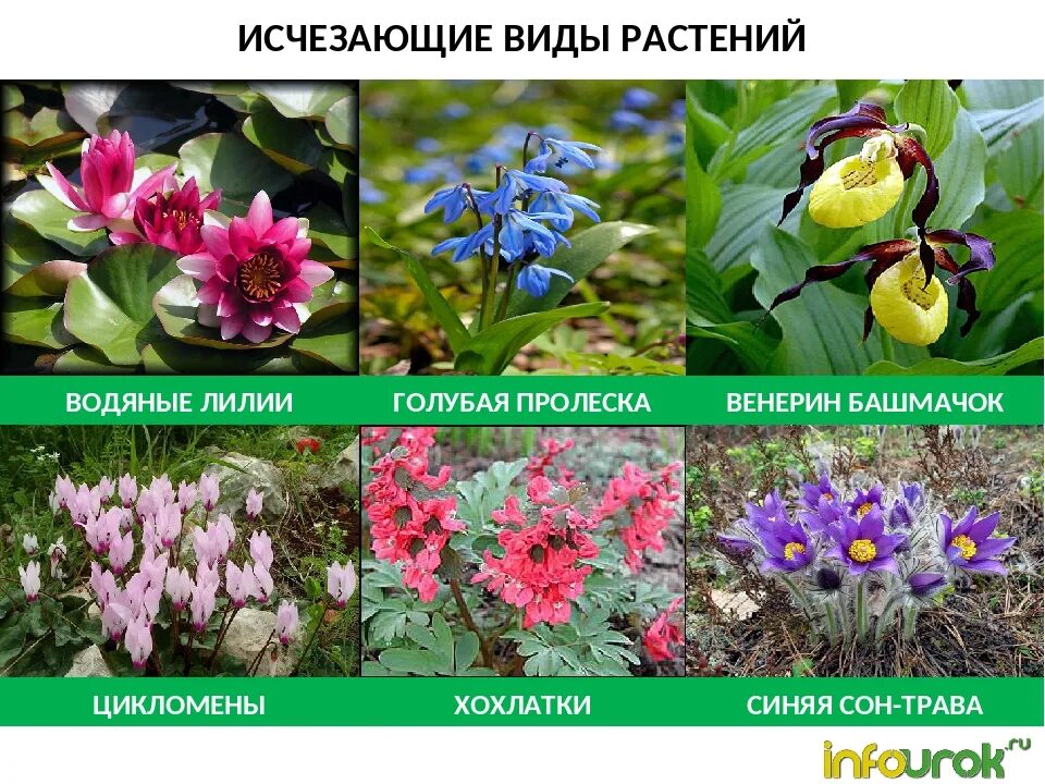 Растения россии примеры. Редкие и исчезающие растения. Вымирающие виды растений. Исчезающие виды растений. Редкие вымирающие растения.