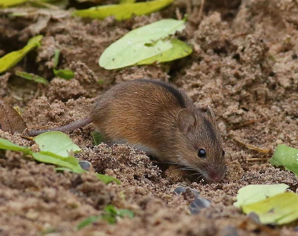 Мышь коре. Полевая мышь Apodemus agrarius. Полевая мышь Apodemus agrarius Pallas.. Степная мышовка. Полевка Закаспийская.