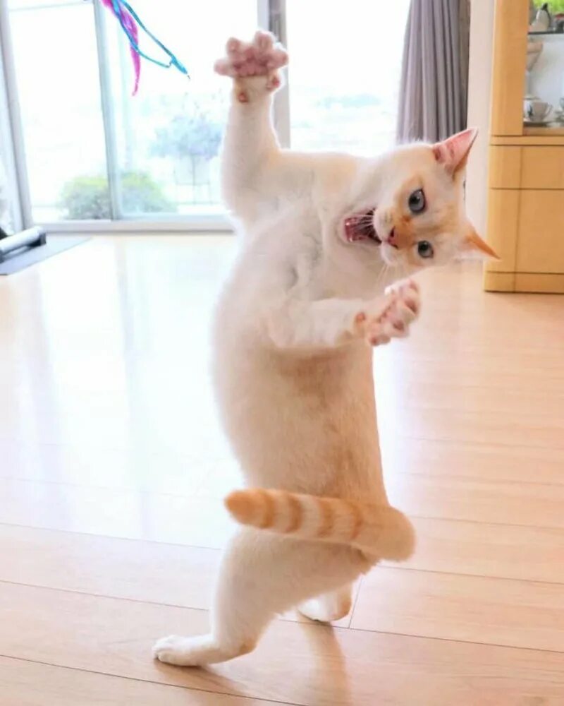 Где коты танцуют. Танцующий кот Чако. Танцующий кот Чако из Японии. Кошка танцует. Смешной кот.