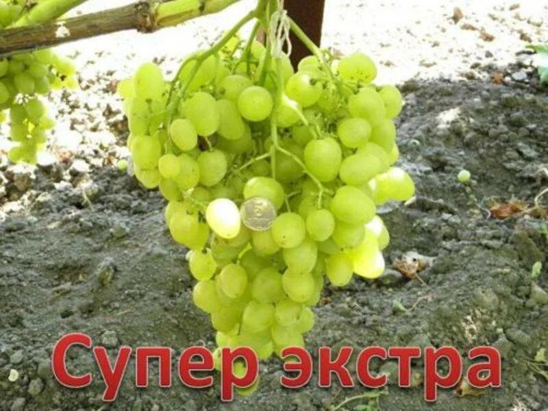 Виноград сорт экстра описание сорта. Виноград цитрин(супер-экстра). сорт винограда супер экстра. виноград белый супер-экстра. виноград сорт экстра.