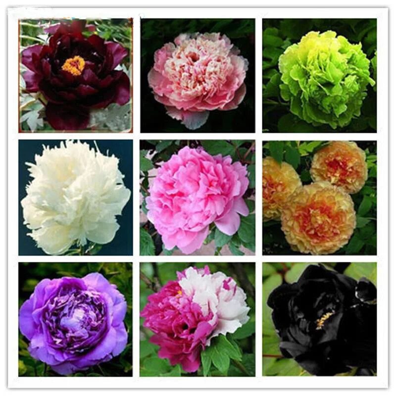 Разнообразие окраски пионов. Пион кримсон вельвет. Каких цветов есть пионы. Каких цветов есть пионы. Расцветки пионов.