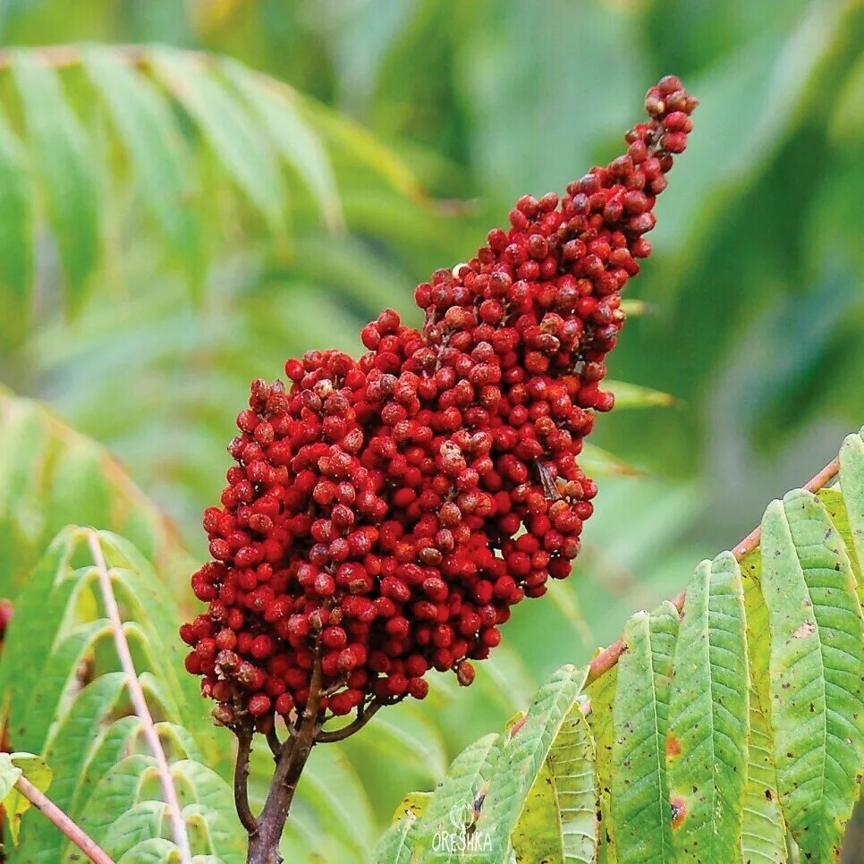 Сумах с з. Сумах дубильный (rhus coriaria. сумах оленерогий rhus typhina. сумах, уксусное дерево , rhus coriaria. сумах оленерогий приправа.