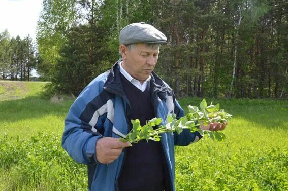 Село Костино Муромцевский район. Директор Муромцевского лесхоза. Муромцевский район село Гурово. Глава администрации Муромцево.