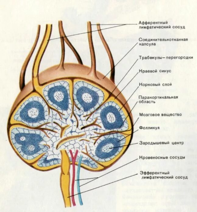 Корень лимфатического узла. Лимфатический узел гистология схема. Строение лимфатического узла у детей. Строение лимфатического узла анатомия. Строение лимфатического узла рисунок.