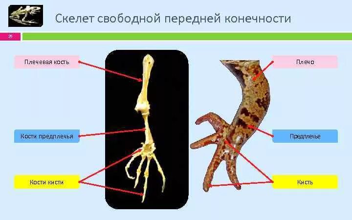 Конечности земноводных и их функции. Передние и задние конечности лягушки. конечности амфибий. скелет передней конечности. строение ноги лягушки.