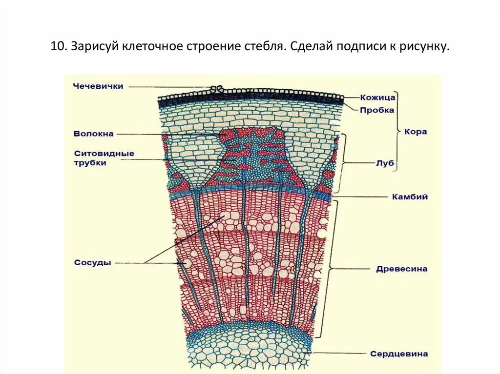 Внутреннее строение стебля и корня. Строение корня и строение стебля. Строение древесного стебля без подписей. Строение стебля липы поперечный срез.