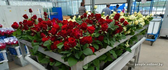 Розы бел минск каталог. Розы бел минск каталог. Розы бел минск каталог. Розы бел минск каталог. Дисконт центр роз.