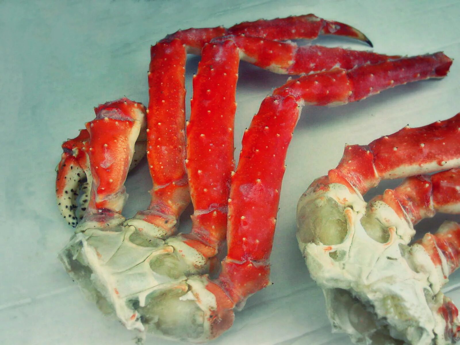 вода просвечивала насквозь каждая обломанная клешня краба. клешни краба. текст впр. вода просвечивала насквозь каждая обломанная клешня краба. боевая клешня камчатского краба.