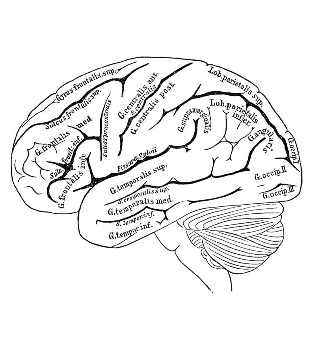 Мозг раскраска. Раскраска мозг человека для детей. Мозг раскраска анатомия. Анатомическая раскраска для детей. Извилины брюс
